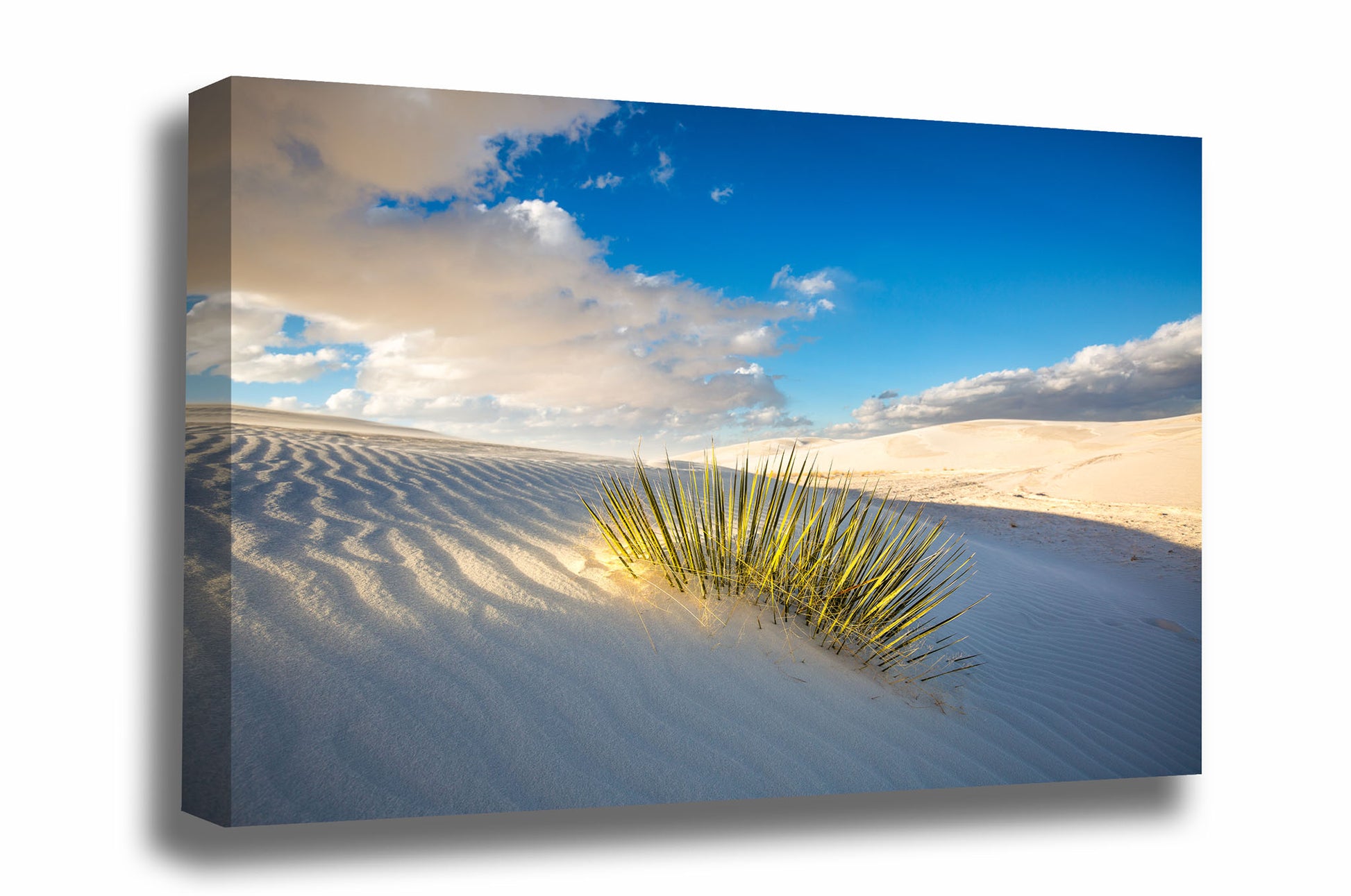 Desert Southwest landscape gallery wrapped canvas wall art of a yucca plant illuminated in evening sunlight at White Sands National Park, New Mexico by Sean Ramsey of Southern Plains Photography.