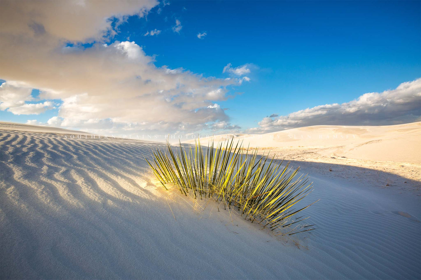 Desert Southwest landscape photography print of a yucca plant illuminated in evening sunlight at White Sands National Park, New Mexico by Sean Ramsey of Southern Plains Photography.