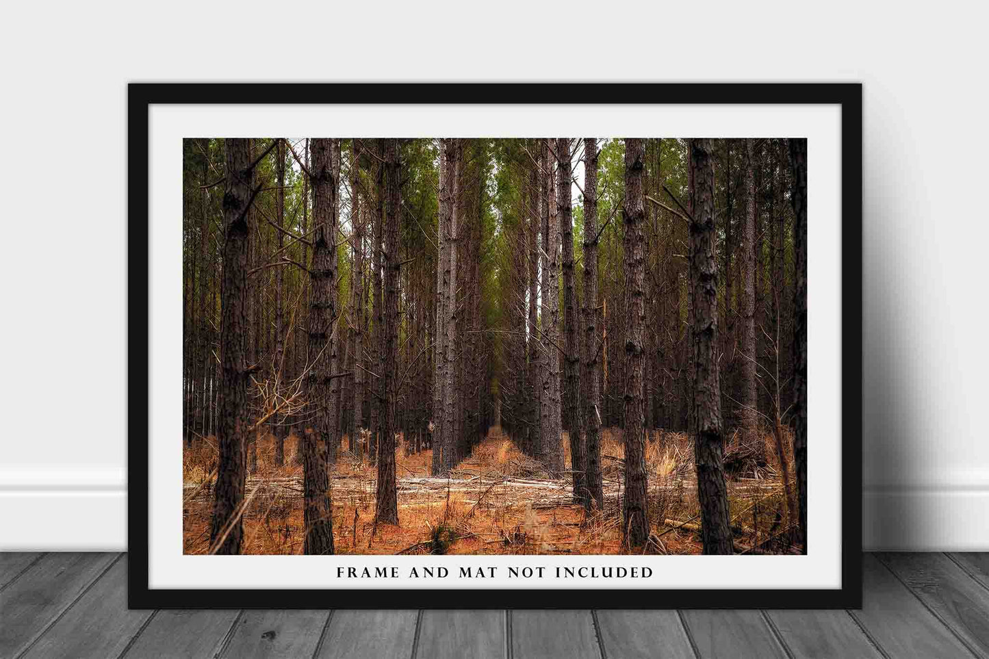 Forest Photography Print (Unframed) Pine Trees Rows in Mississippi | Southeast US Landscape Wall Art Southern Decor