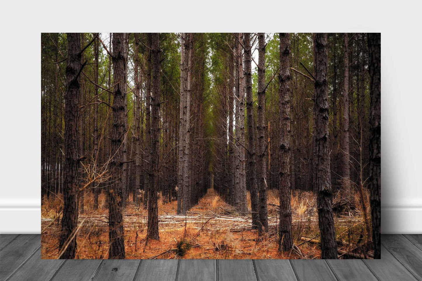 Southeast U.S. aluminum metal print wall art of rows of pine trees creating corridors that lead to the heart of a forest in Mississippi by Sean Ramsey of Southern Plains Photography.