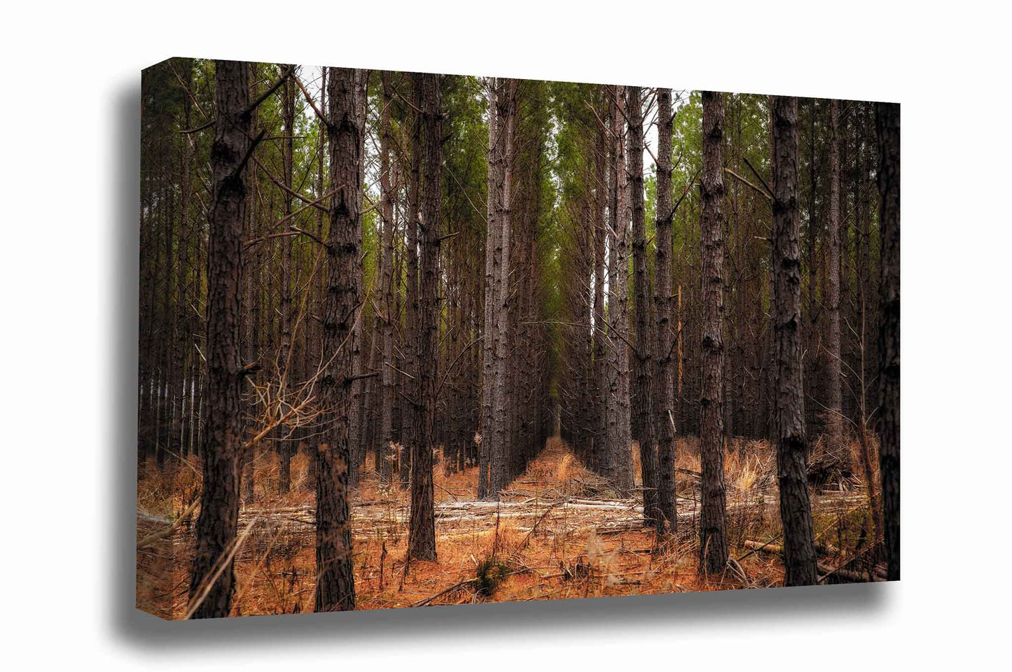 Southeast U.S. gallery wrapped canvas wall art of rows of pine trees creating corridors that lead to the heart of a forest in Mississippi by Sean Ramsey of Southern Plains Photography.