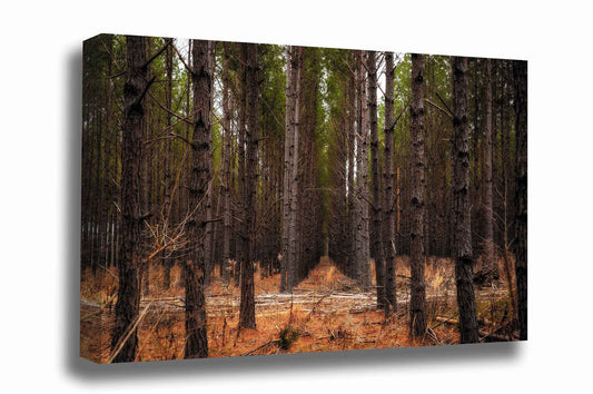 Southeast U.S. gallery wrapped canvas wall art of rows of pine trees creating corridors that lead to the heart of a forest in Mississippi by Sean Ramsey of Southern Plains Photography.