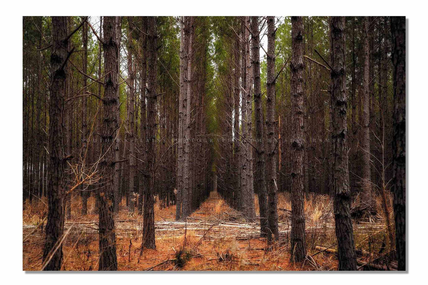 Southeast U.S. photography print of rows of pine trees creating corridors that lead to the heart of a forest in Mississippi by Sean Ramsey of Southern Plains Photography.