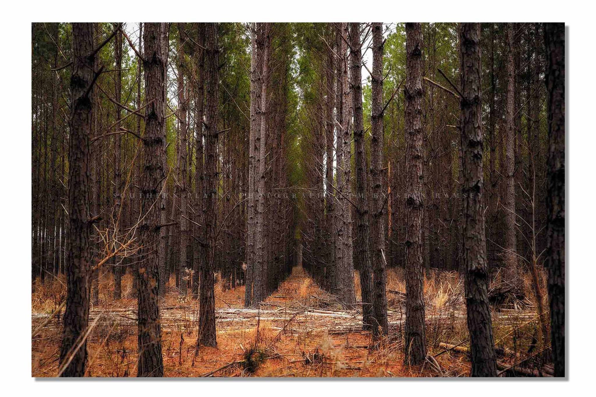 Southeast U.S. photography print of rows of pine trees creating corridors that lead to the heart of a forest in Mississippi by Sean Ramsey of Southern Plains Photography.
