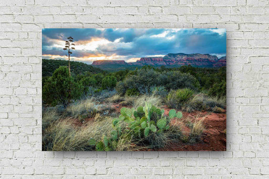 Southwestern metal print of a golden sunset taking place over cactus and desert landscape on a spring evening near Sedona, Arizona by Sean Ramsey of Southern Plains Photography.