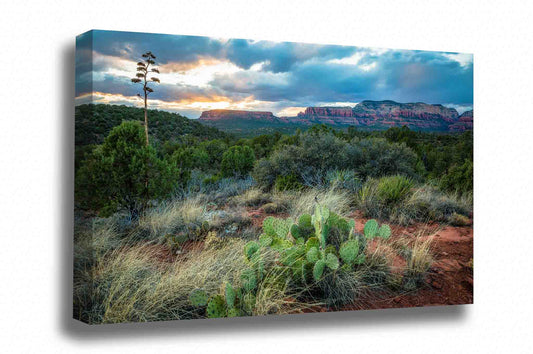 Desert southwest canvas wall art of cactus and plant life as a golden sunset takes place over red rocks on an early spring evening near Sedona, Arizona by Sean Ramsey of Southern Plains Photography.
