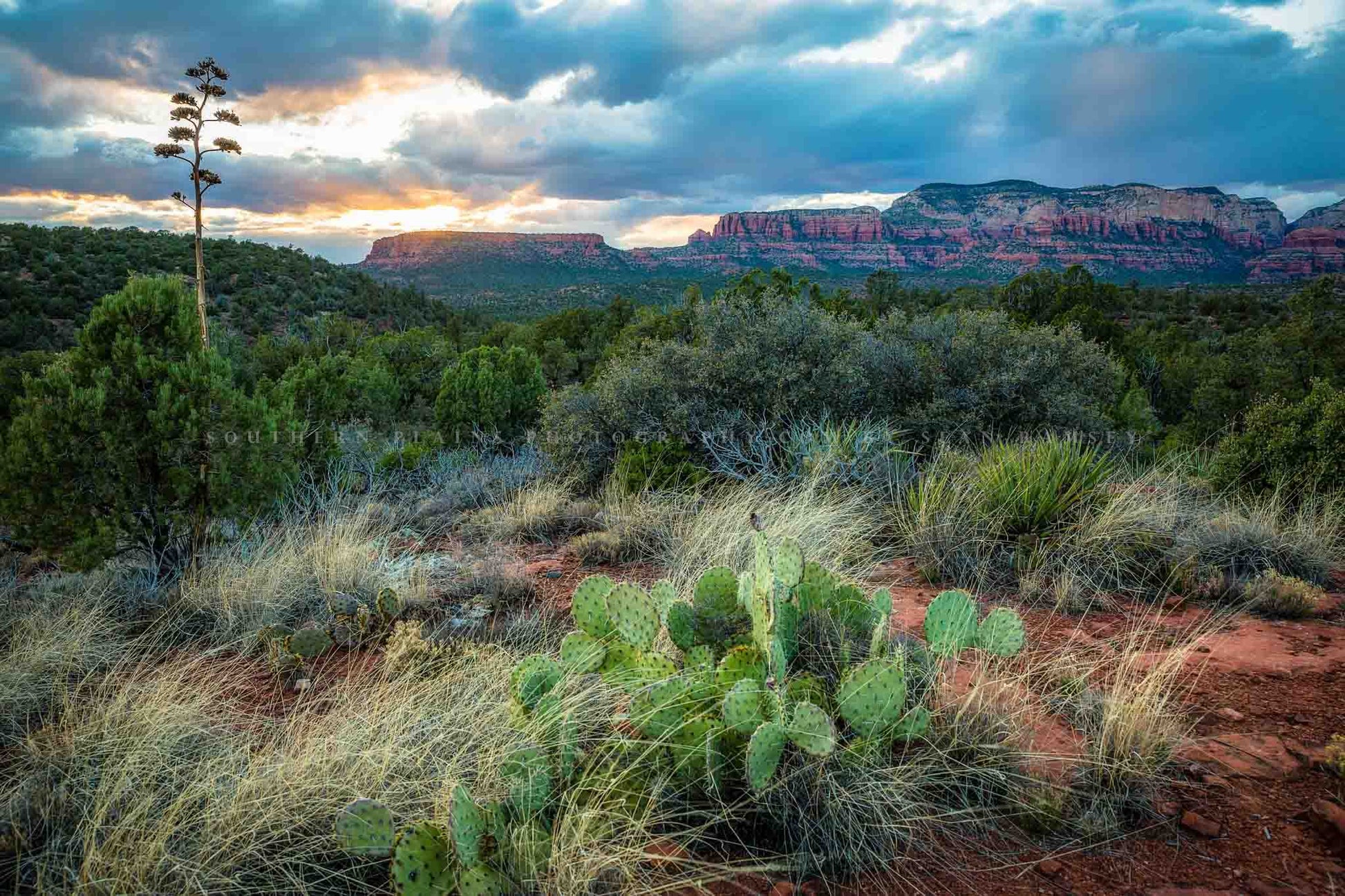 Desert southwest landscape photography print of cactus and plant life as a golden sunset takes place over the red rocks of Sedona, Arizona by Sean Ramsey of Southern Plains Photography.
