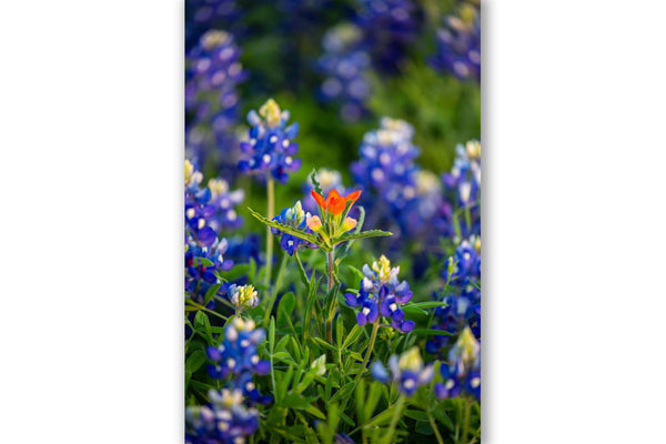 Vertical nature photography print of an individual Indian paintbrush surrounded by bluebonnet wildflowers on a spring day in Texas by Sean Ramsey of Southern Plains Photography.