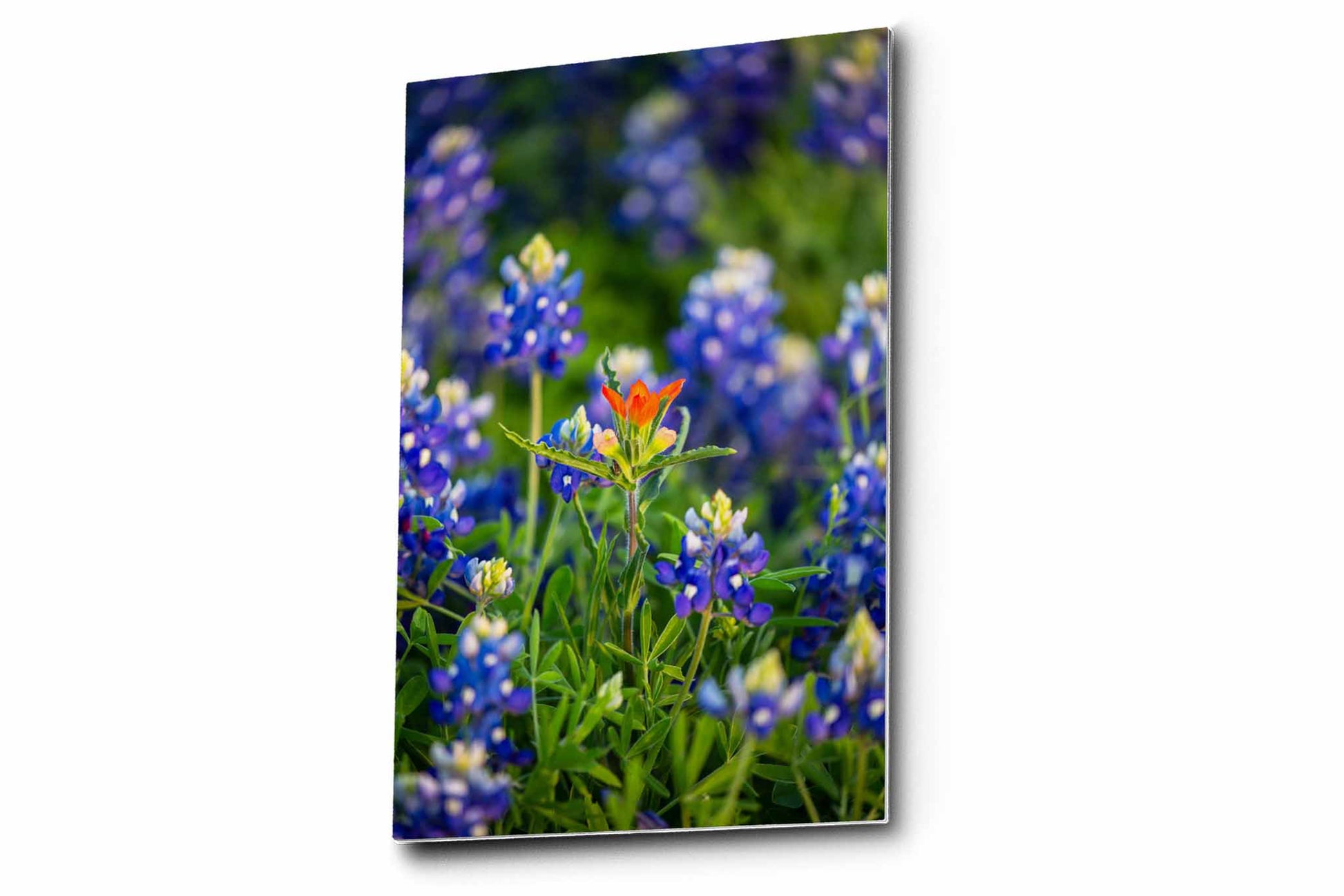 Vertical floral metal print on aluminum of a solitary Indian paintbrush wildflower standing out in bluebonnets on a spring day in Texas by Sean Ramsey of Southern Plains Photography.