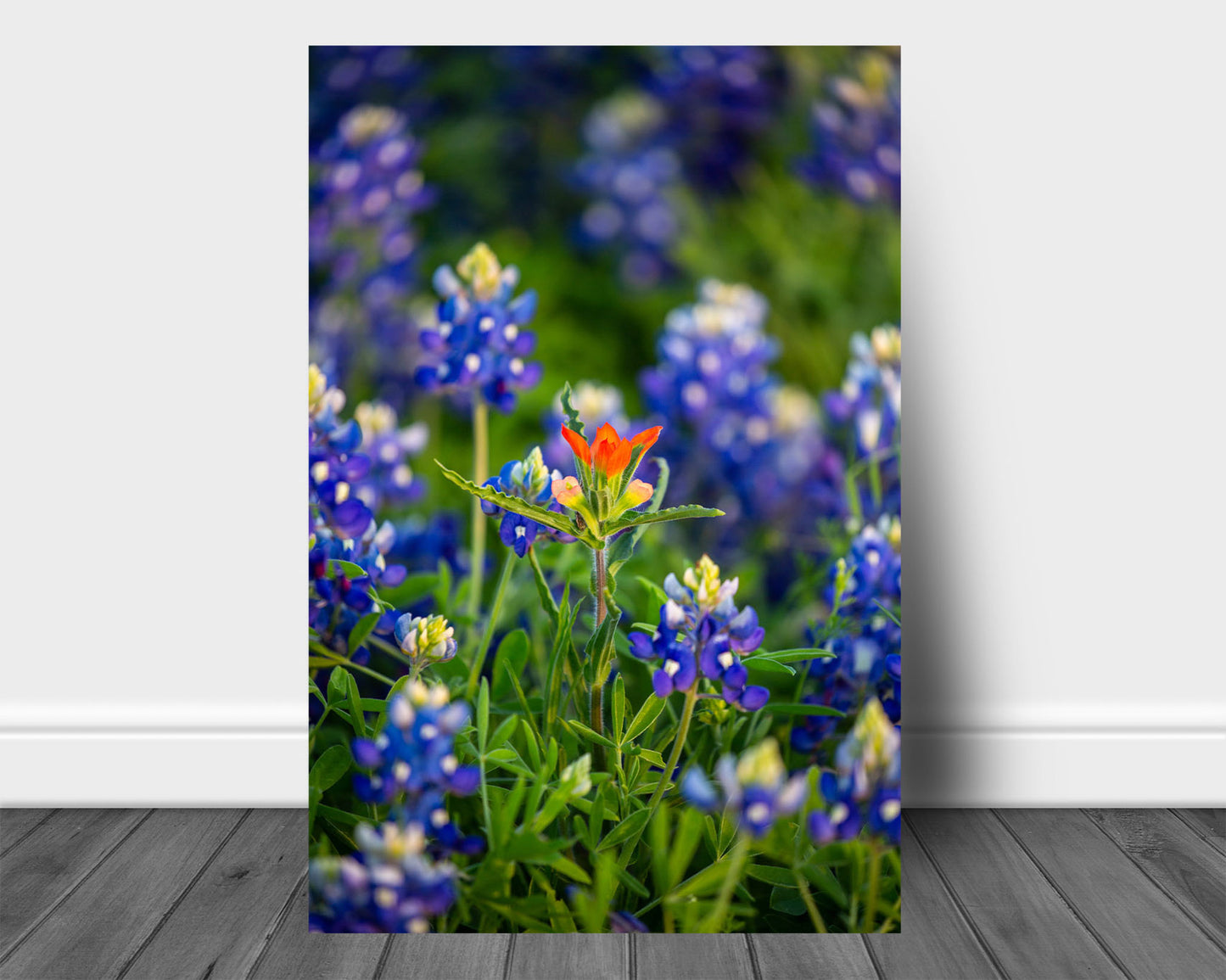 Vertical floral metal print on aluminum of a solitary Indian paintbrush wildflower standing out in bluebonnets on a spring day in Texas by Sean Ramsey of Southern Plains Photography.