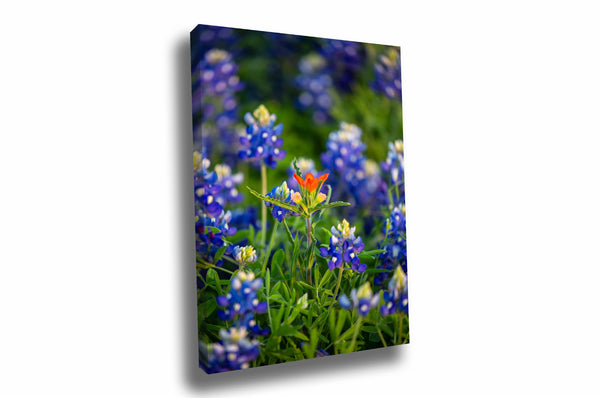 Vertical floral canvas wall art of a solitary Indian paintbrush wildflower amongst bluebonnets on a spring day in Texas by Sean Ramsey of Southern Plains Photography.