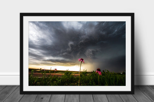 Framed and matted nature print of echinacea wildflowers standing strong as a powerful thunderstorm approaches on a spring day in Kansas by Sean Ramsey of Southern Plains Photography.