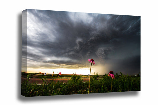 Nature canvas wall art of echinacea wildflowers standing strong as a powerful thunderstorm approaches on a spring day in Kansas by Sean Ramsey of Southern Plains Photography.