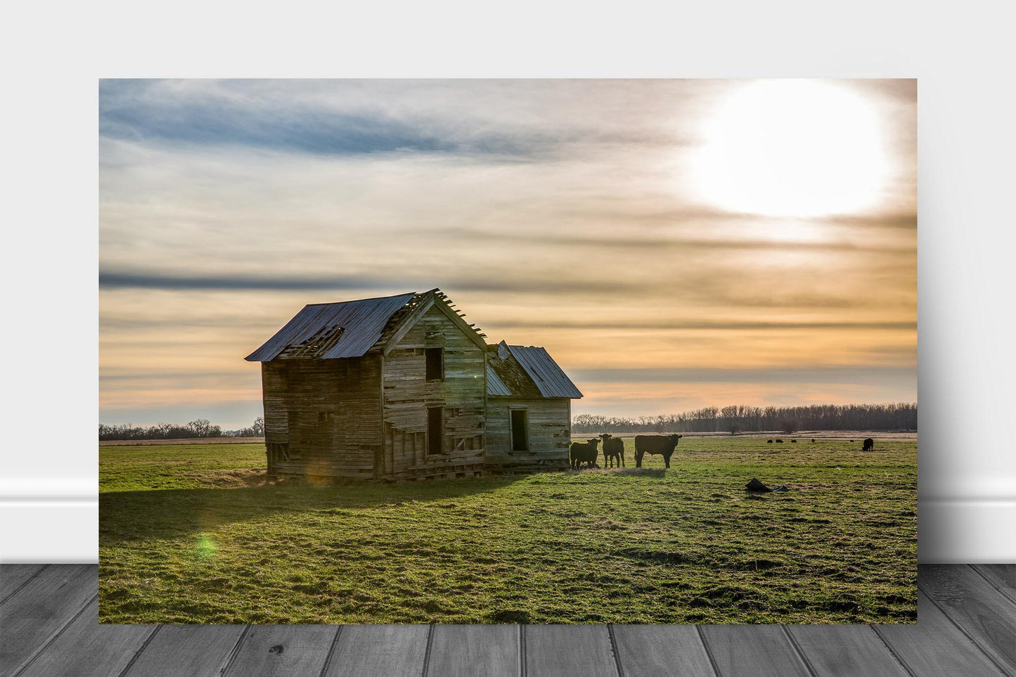Country aluminum metal print wall art of an old abandoned house in an open field guarded by cows on a late autumn day in Oklahoma by Sean Ramsey of Southern Plains Photography.