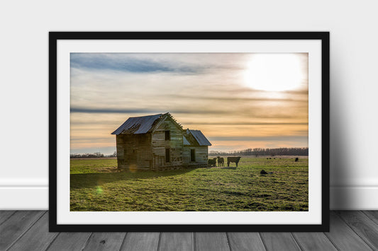 Framed and matted country print of an old abandoned house in an open field guarded by cows on a late autumn day in Oklahoma by Sean Ramsey of Southern Plains Photography.