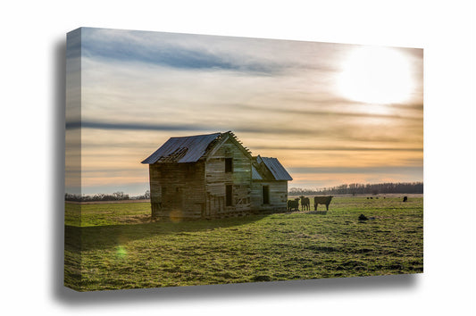 Country canvas wall art of an old abandoned house in an open field guarded by cows on a late autumn day in Oklahoma by Sean Ramsey of Southern Plains Photography.
