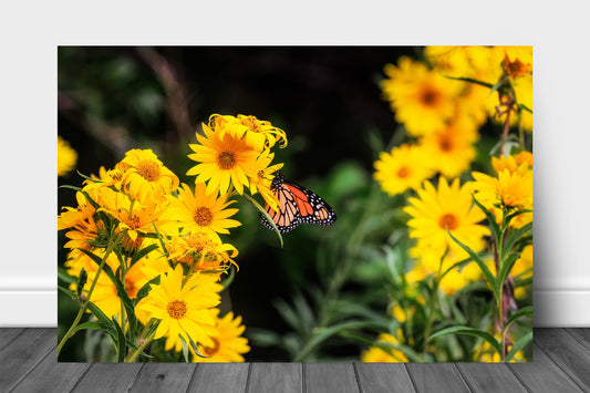 Nature aluminum metal print wall art of a Monarch butterfly on yellow wildflowers on an autumn day in Oklahoma by Sean Ramsey of Southern Plains Photography.