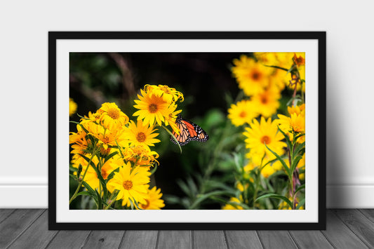 Framed and matted nature print of a Monarch butterfly on yellow wildflowers on an autumn day in Oklahoma by Sean Ramsey of Southern Plains Photography.