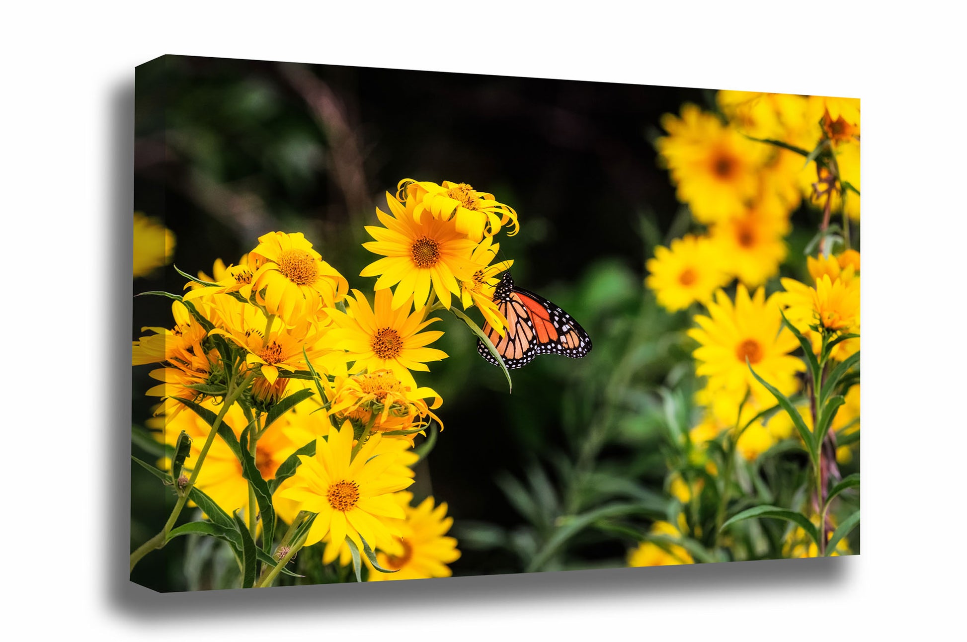Nature canvas wall art of a Monarch butterfly on yellow wildflowers on an autumn day in Oklahoma by Sean Ramsey of Southern Plains Photography.
