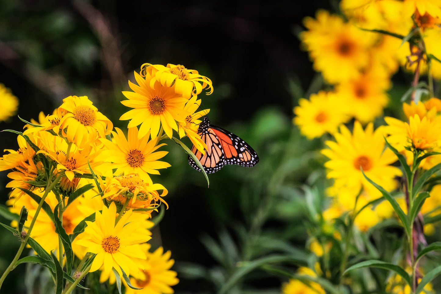 Nature photography print of a monarch butterfly stopping to rest on vibrant yellow wildflowers on an autumn day in Oklahoma by Sean Ramsey of Southern Plains Photography.