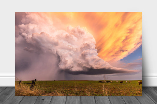 Storm metal print on aluminum of a supercell thunderstorm over a field with cattle at sunset on a stormy evening in Kansas by Sean Ramsey of Southern Plains Photography.