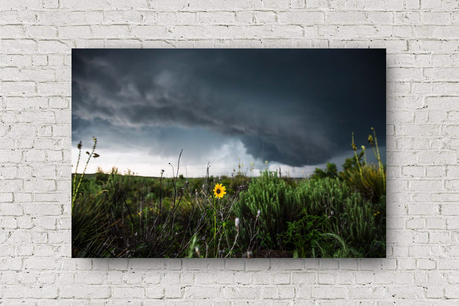 Storm metal print of a wild sunflower standing tall as an intense thunderstorm passes behind on a spring day in Texas by Sean Ramsey of Southern Plains Photography.