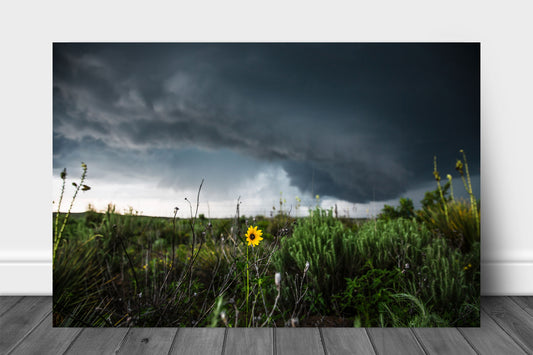 Storm metal print of a wild sunflower standing tall as an intense thunderstorm passes behind on a spring day in Texas by Sean Ramsey of Southern Plains Photography.