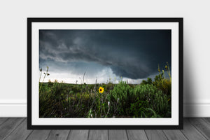 Framed storm print with optional mat of a wild sunflower standing tall as an intense thunderstorm passes behind on a stormy spring day in Texas by Sean Ramsey of Southern Plains Photography.