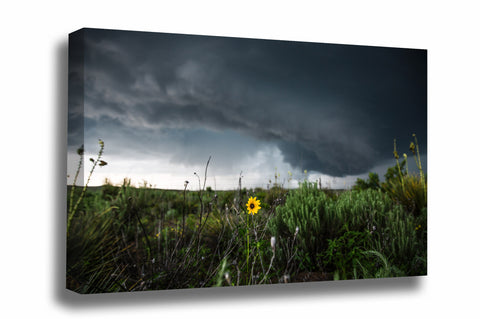 Storm canvas wall art of a wild sunflower standing as an intense storm passes behind on a spring day in Texas by Sean Ramsey of Southern Plains Photography.