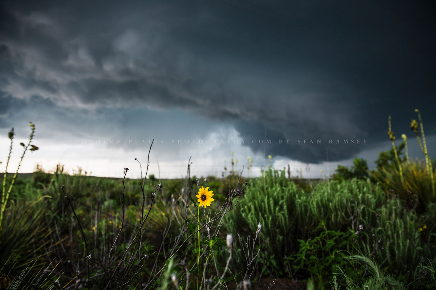 Storm photography print of a wild sunflower standing tall as an intense thunderstorm passes behind on a stormy spring day in the Texas panhandle by Sean Ramsey of Southern Plains Photography.