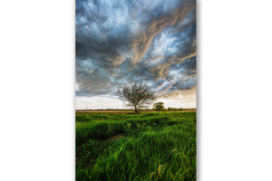 Great plains photography print of a tree under dramatic storm clouds on a stormy spring day in Kansas by Sean Ramsey of Southern Plains Photography.