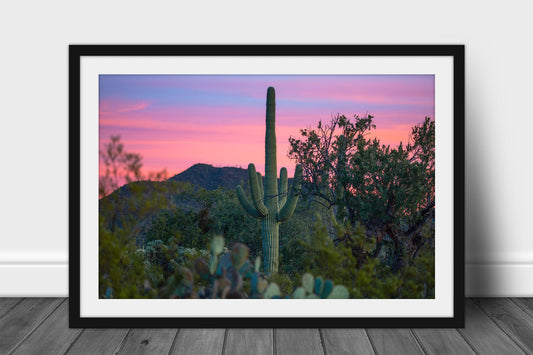 Framed and matted Desert Southwest print of a saguaro cactus standing tall at sunset in the Sonoran Desert near Tucson, Arizona by Sean Ramsey of Southern Plains Photography.