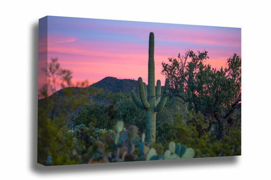 Southwestern canvas wall art of a saguaro standing tall over cactus and desert plant life at sunset in the Sonoran Desert near Tucson, Arizona by Sean Ramsey of Southern Plains Photography.