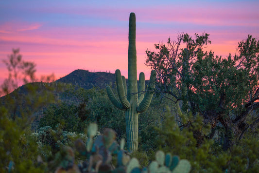 Southwestern photography print of a saguaro cactus under a pink sky at sunset in the Sonoran Desert near Tucson, Arizona by Sean Ramsey of Southern Plains Photography.