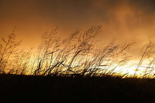 Great Plains photography print of prairie grass silhouettes against a stormy sky at sunset on a summer evening in Oklahoma by Sean Ramsey of Southern Plains Photography.