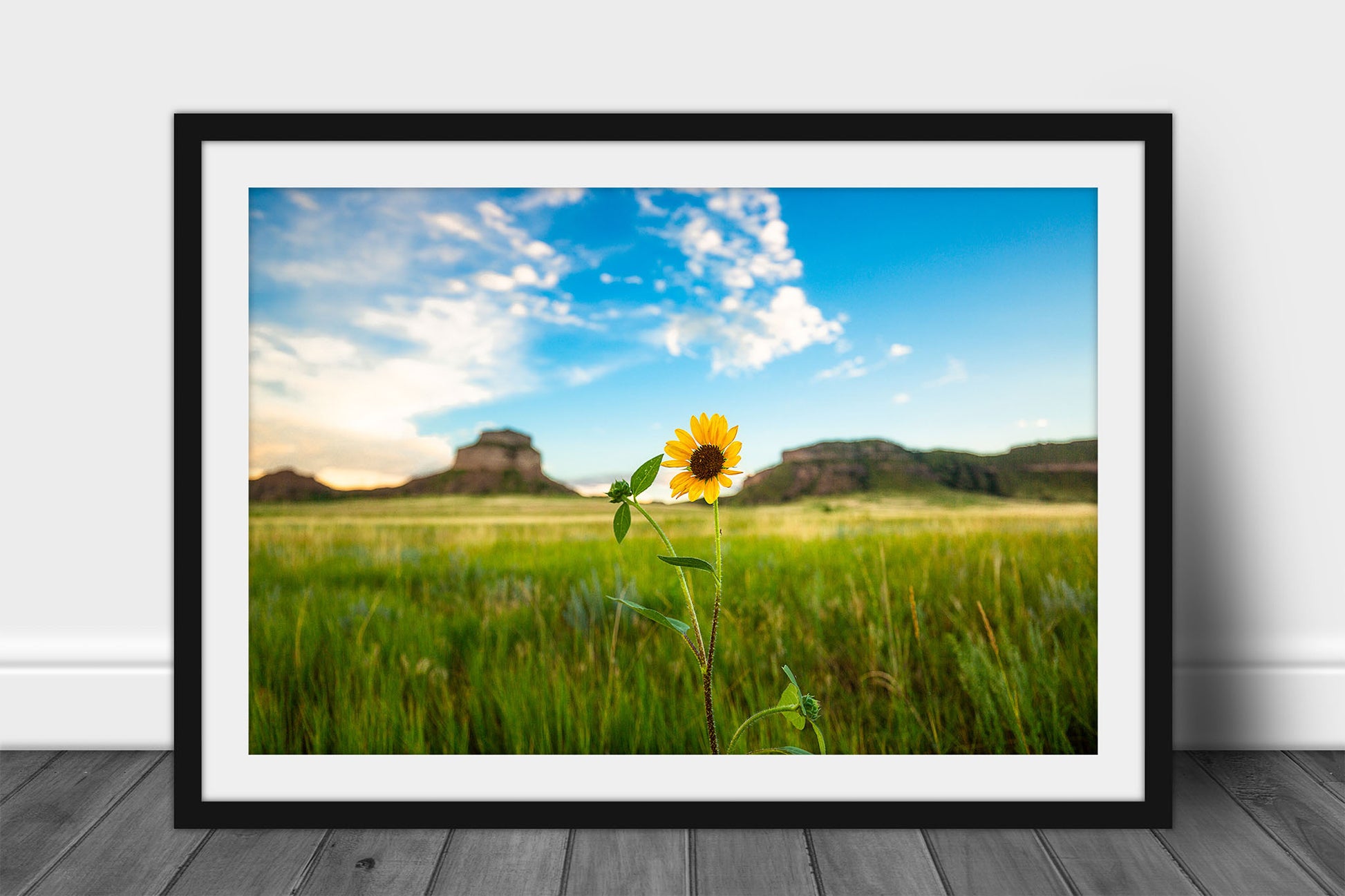Framed and matted Great Plains print of a wild sunflower shining bright in front of bluffs on a summer day on the Nebraska prairie by Sean Ramsey of Southern Plains Photography.