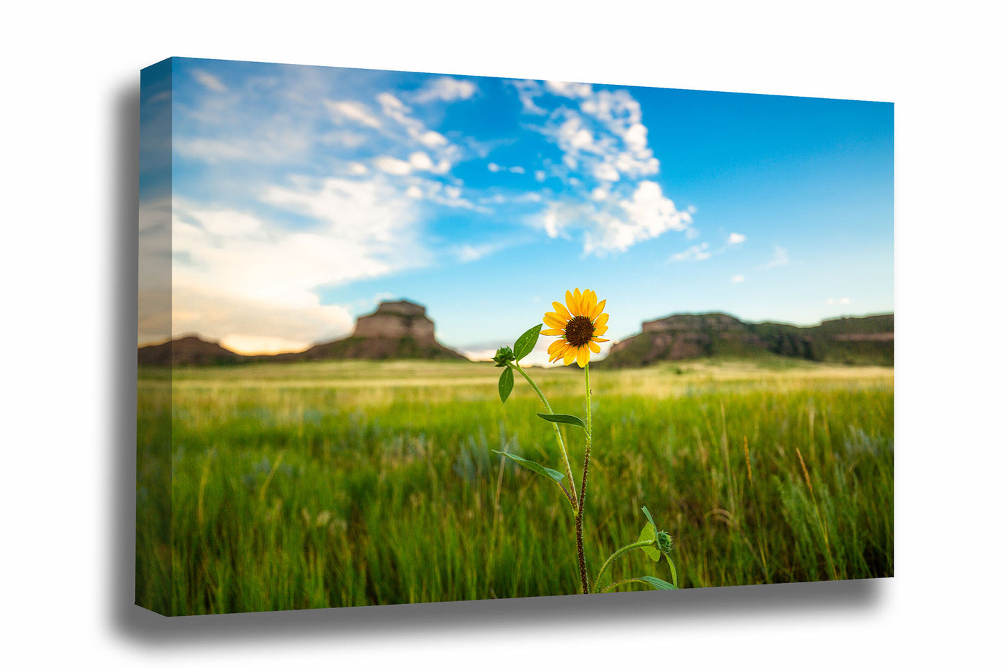 Great Plains canvas wall art of a wild sunflower shining bright in front of bluffs on a summer day on the Nebraska prairie by Sean Ramsey of Southern Plains Photography.