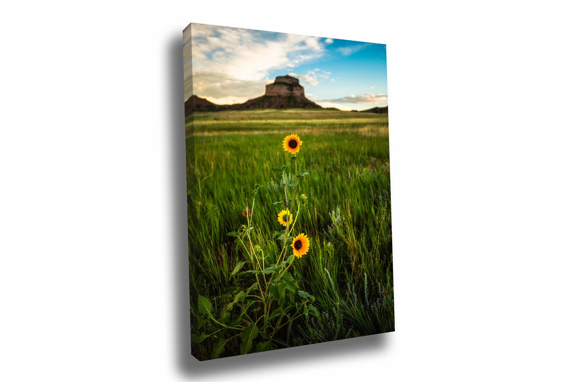 Great Plains canvas wall art of prairie sunflowers in front of a bluff on a summer evening near Scottsbluff, Nebraska by Sean Ramsey of Southern Plains Photography.