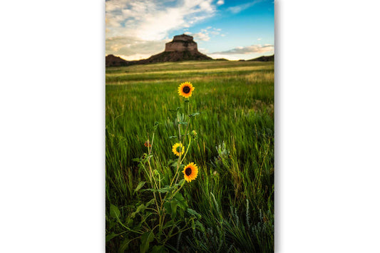 Vertical western photography print of wild sunflowers in prairie grass near Scotts Bluff National Monument in Scottsbluff, Nebraska by Sean Ramsey of Southern Plains Photography.