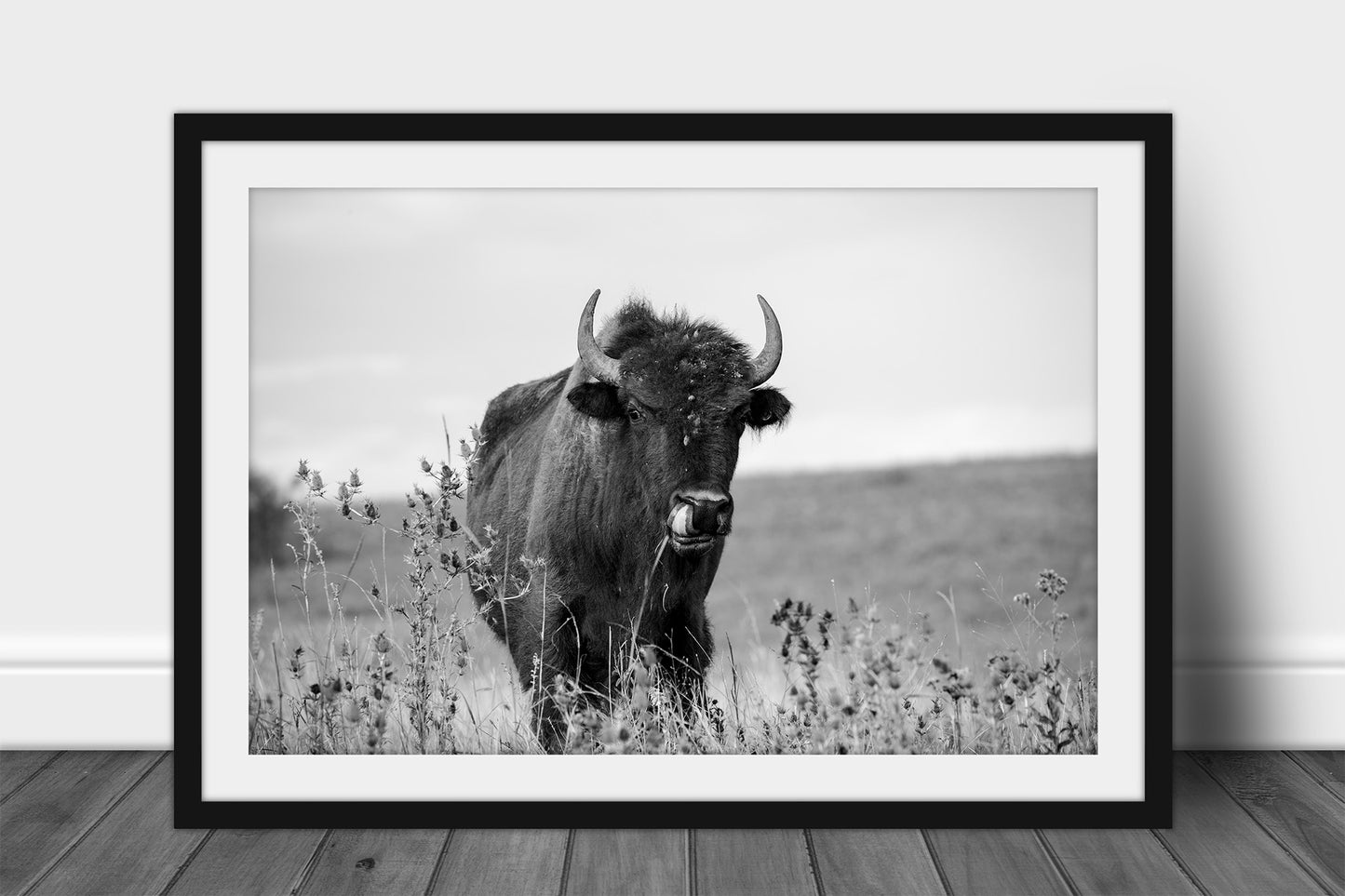 Framed black and white buffalo print of a bison at the Tallgrass Prairie Preserve near Pawhuska, Oklahoma by Sean Ramsey of Southern Plains Photography.