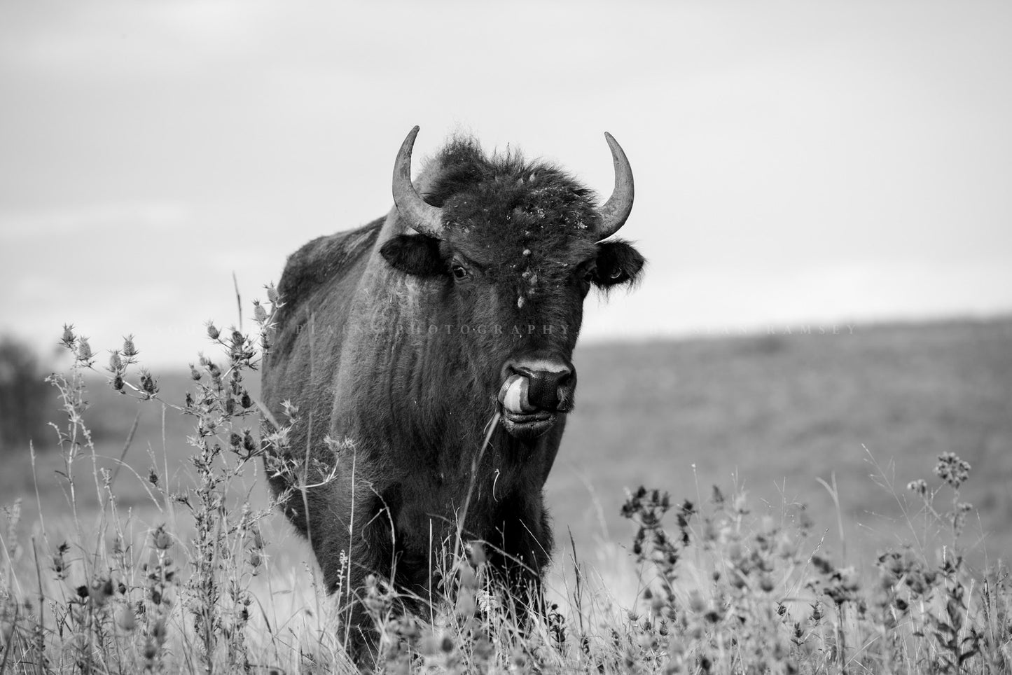 Black and white western photography print of a buffalo at the Tallgrass Prairie Preserve near Pawhuska, Oklahoma by Sean Ramsey of Southern Plains Photography.