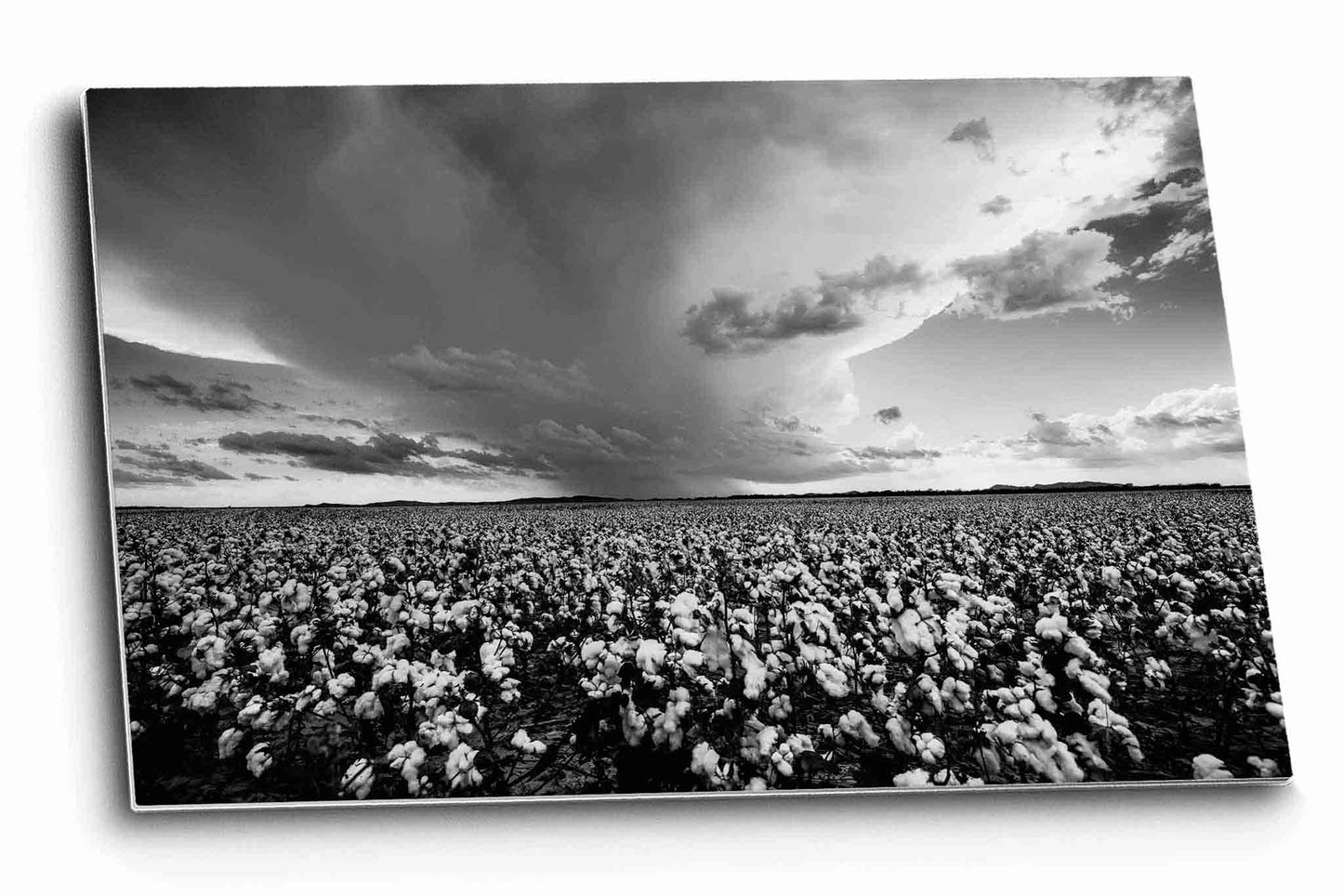 Country metal print of a thunderstorm brewing over a cotton field on a late summer day in Oklahoma in black and white by Sean Ramsey of Southern Plains Photography.