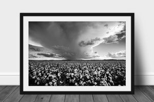 Framed and matted country print in black and white of a thunderstorm brewing over a cotton field on a late summer day in Oklahoma by Sean Ramsey of Southern Plains Photography.