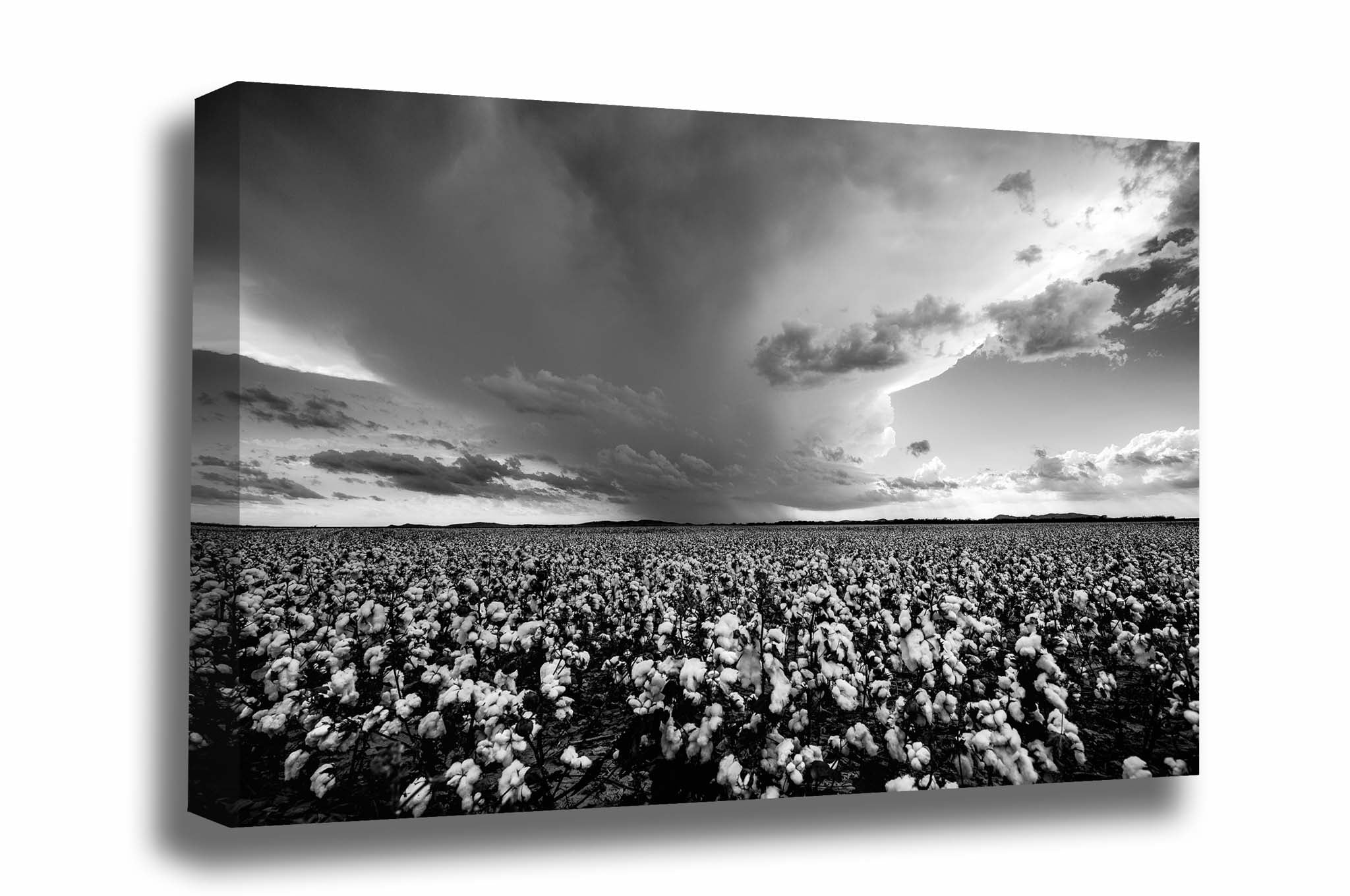 Country canvas wall art of a thunderstorm brewing over a cotton field on a late summer day in Oklahoma in black and white by Sean Ramsey of Southern Plains Photography.