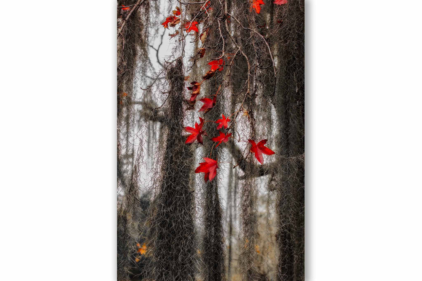 Vertical botanical print of red sweet gum leaves tangled in Spanish Moss in a swamp on a winter day in Louisiana by Sean Ramsey of Southern Plains Photography.