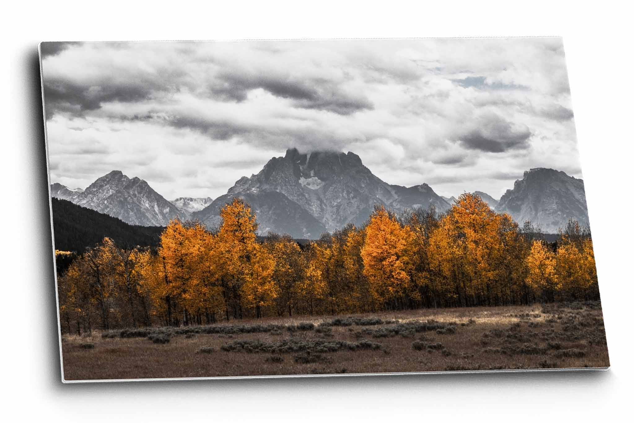 Rocky Mountain aluminum metal print of Mount Moran in black and white overlooking golden aspen trees in color on an autumn day in Grand Teton National Park, Wyoming by Sean Ramsey of Southern Plains Photography.
