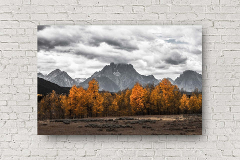 Rocky Mountain aluminum metal print of Mount Moran in black and white overlooking golden aspen trees in color on an autumn day in Grand Teton National Park, Wyoming by Sean Ramsey of Southern Plains Photography.