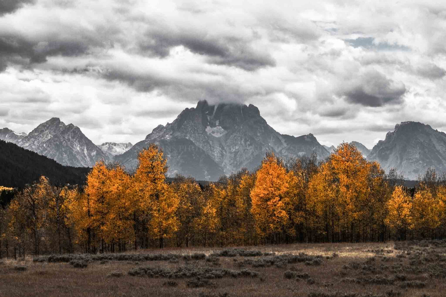 Rocky Mountain photography print of Mount Moran in black and white overlooking golden aspen trees in color on an autumn day in Grand Teton National Park, Wyoming by Sean Ramsey of Southern Plains Photography.