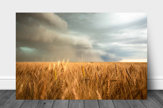 Farm and country aluminum metal print wall art of a thunderstorm over a golden wheat field on the plains of Colorado by Sean Ramsey of Southern Plains Photography.