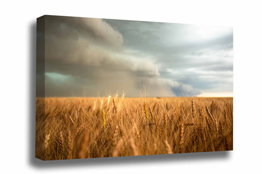 Farm and country gallery wrapped canvas wall art of a thunderstorm over a golden wheat field on the plains of Colorado by Sean Ramsey of Southern Plains Photography.